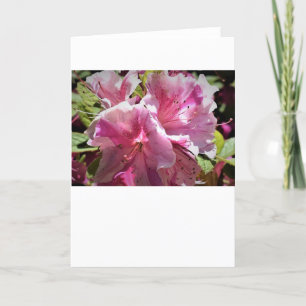 Azalea, cartão