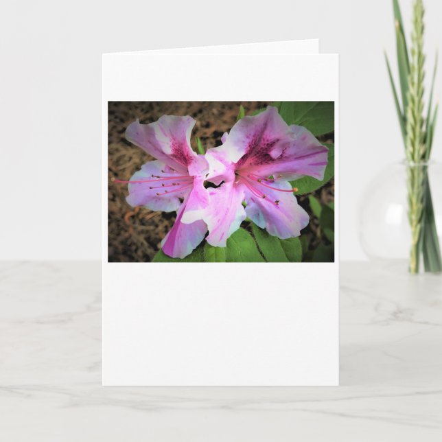 Azalea, cartão (Frente)
