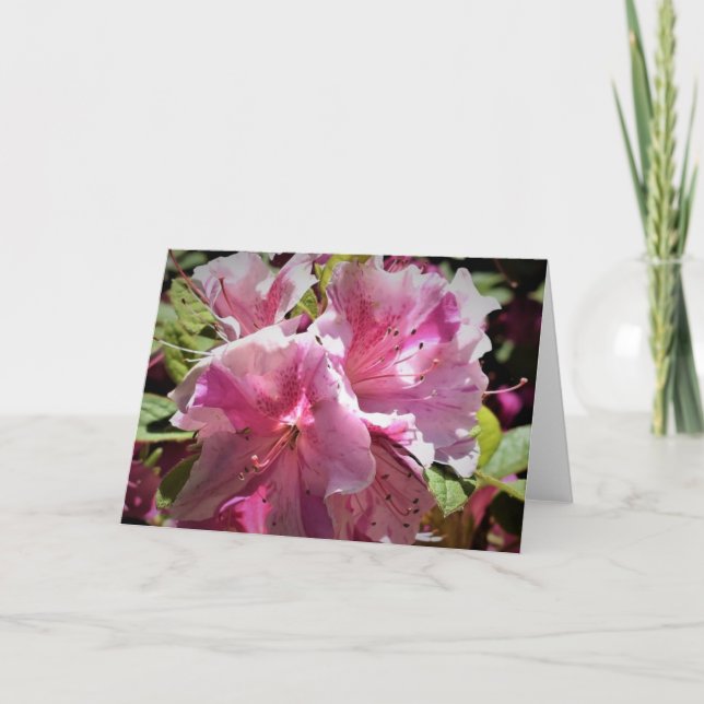Azalea, cartão (Frente)