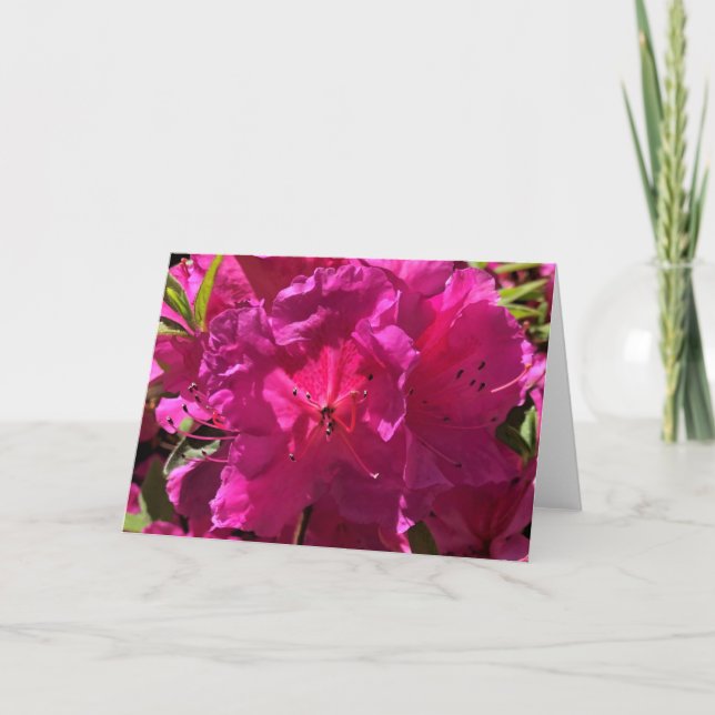 Azalea, cartão (Frente)