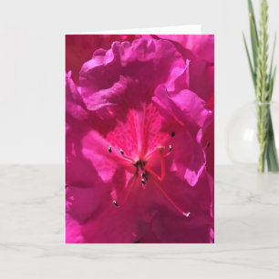 Azalea, cartão