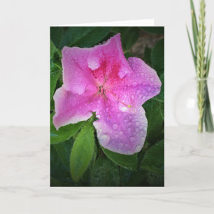 Azalea, cartão