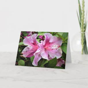 Azalea, cartão