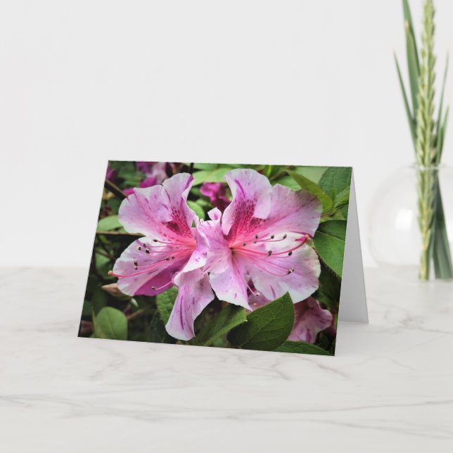 Azalea, cartão (Frente)