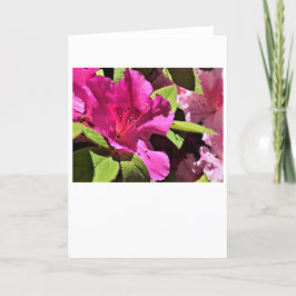 Azalea, cartão