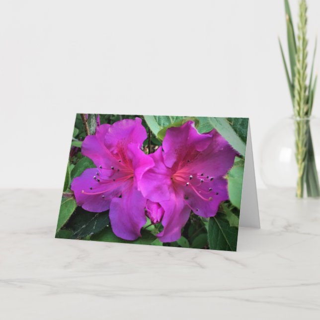 Azalea, cartão (Frente)