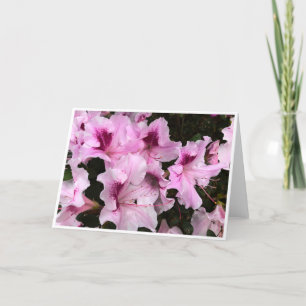 Azalea, Cartão