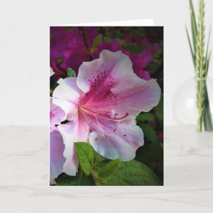 Azalea, cartão