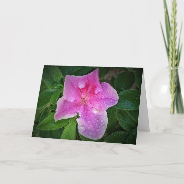 Azalea, cartão (Frente)