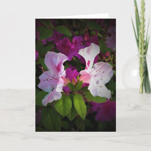 Azalea, cartão