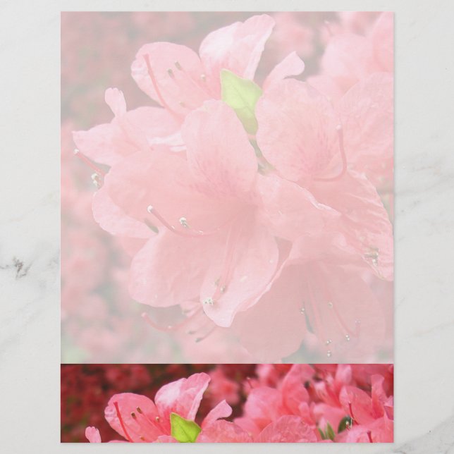 Azalea Field - Letterhead (Frente)