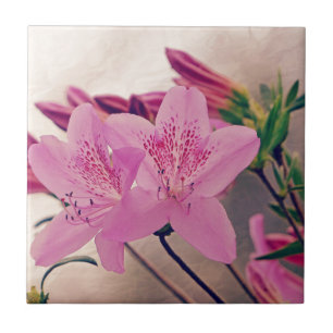 Azaleas