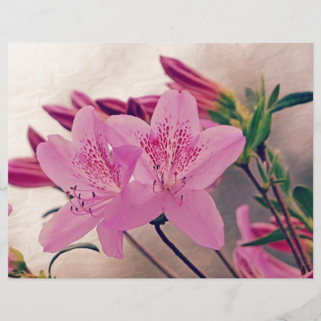Azaleas (Frente)