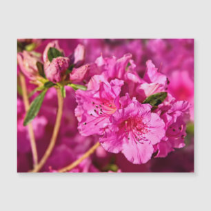 Azáleas cor-de-rosa