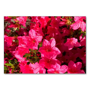 Azaleas floresce cartões de acesso florais