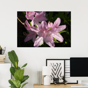 Azaleas na Poster de Sunshine