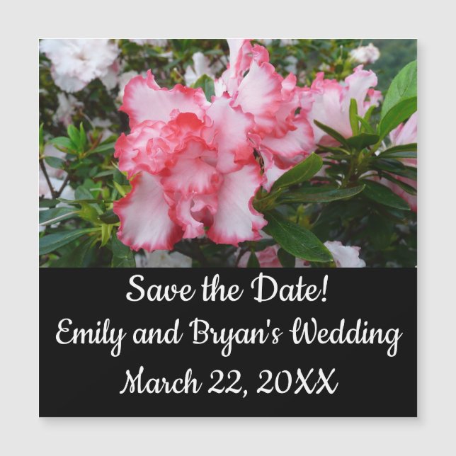 Azaleas Primavera Floral, Vermelhas Duplas e Branc (Frente)