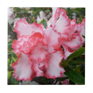 Azaleas Primavera Floral, Vermelhas Duplas e Branc