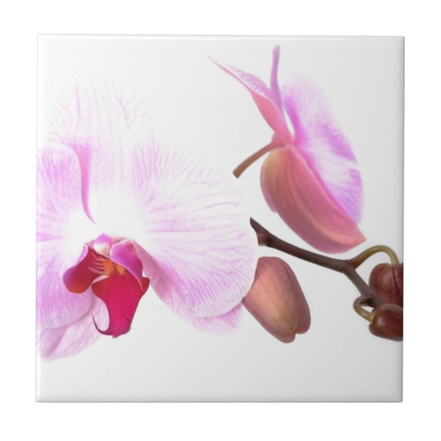 Aziza Orchid Blossoms (Frente)