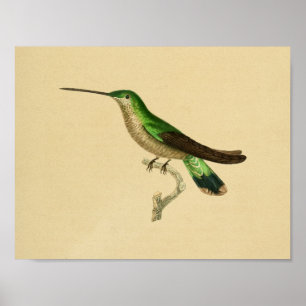 Azul 1830 do verde do impressão do colibri do