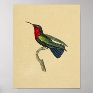 Azul 1830 vermelho do impressão do colibri do