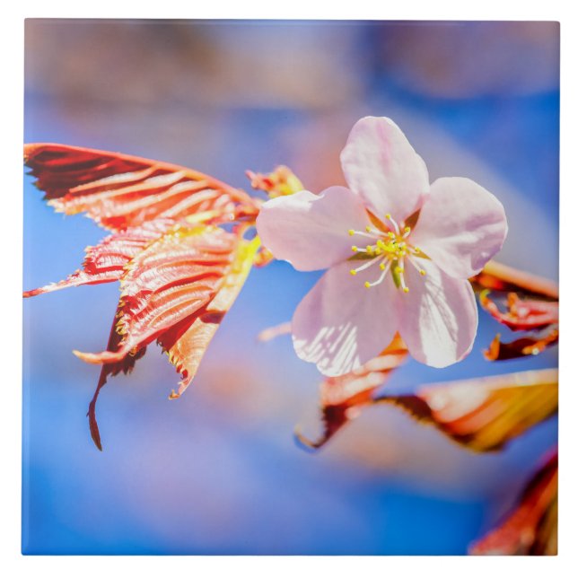Azul-céu cor-de-rosa Sakura (Frente)