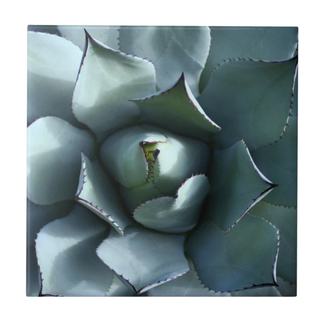 azul da agave (Frente)