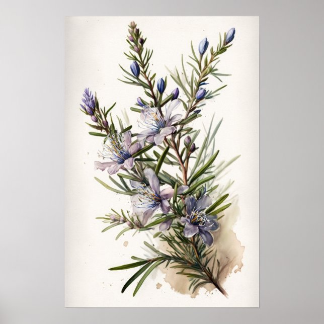 Azul Rosemary Flowers Art Impressão (Frente)