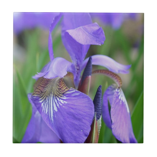 Azul Sinalizador Iris Flor Natureza (Frente)