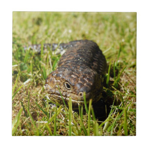 Azul-Tongue-Lizard A Derramar A Grama,