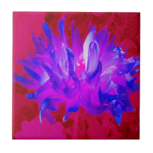 Azul violeta assombroso e Cactus rosa-quente Dahli