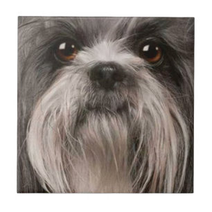 azulejo 2 do animal de estimação