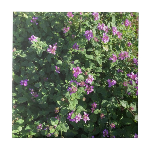 Azulejo (4,25" x 4,25") (Frente)