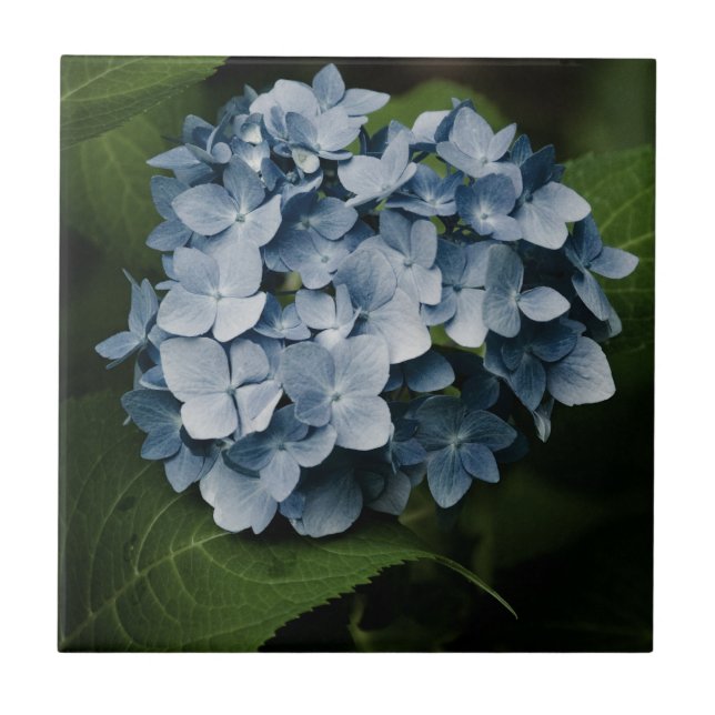 Azulejo 8515 Blue Hydrangea (Frente)