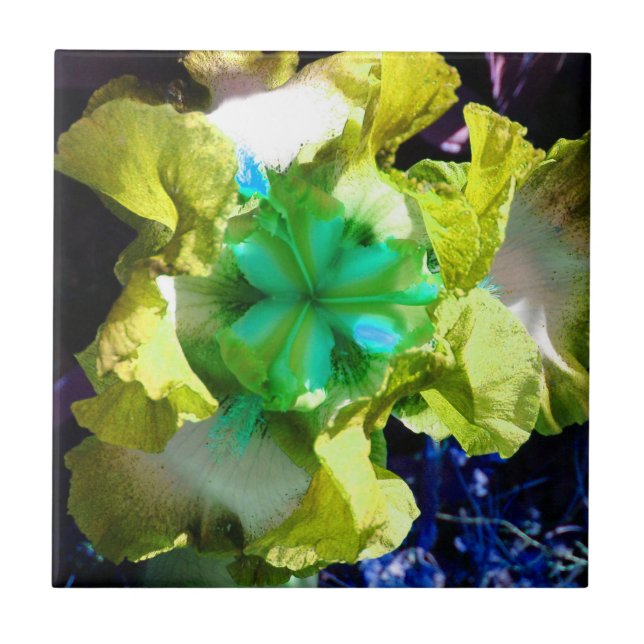 Azulejo amarelo, branco e verde Iris Flor (Frente)