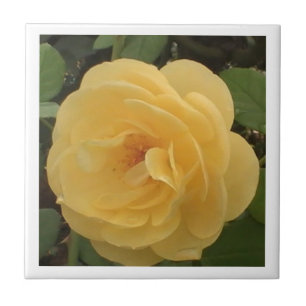 Azulejo Amarelo Camellia