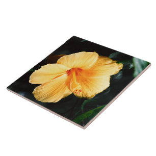 Azulejo amarelo da flor do hibiscus