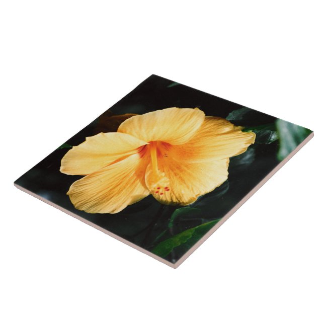 Azulejo amarelo da flor do hibiscus (Lateral)