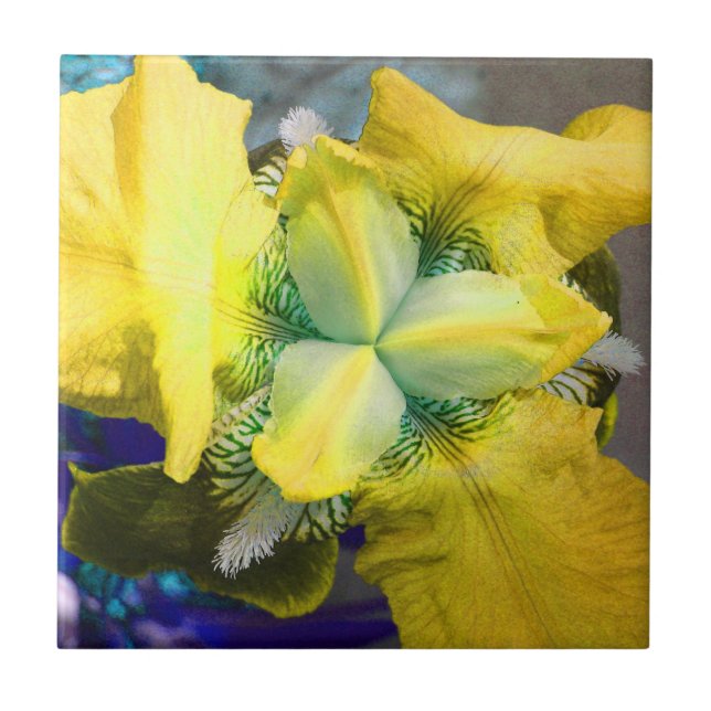 Azulejo amarelo da flor íris (Frente)