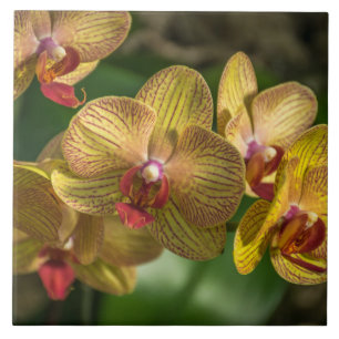 Azulejo amarelo das orquídeas