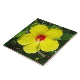 Azulejo amarelo do hibiscus