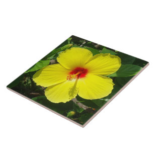 Azulejo amarelo do hibiscus