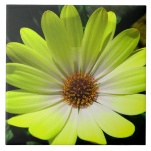 Azulejo Amarelo Fluorescente Africano Daisy