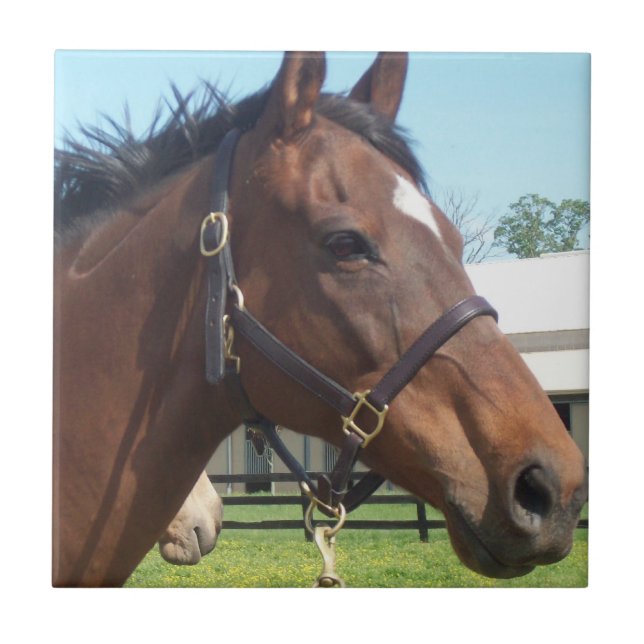 Azulejo árabe alerta do cavalo (Frente)