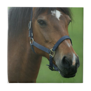 Azulejo árabe das imagens do cavalo