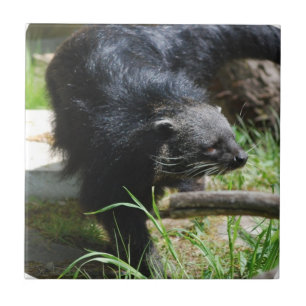 Azulejo asiático do Bearcat