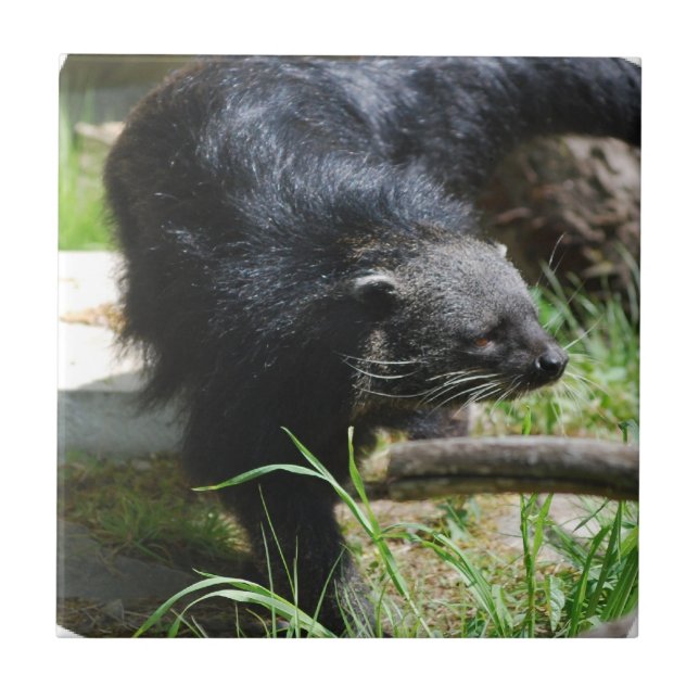 Azulejo asiático do Bearcat (Frente)