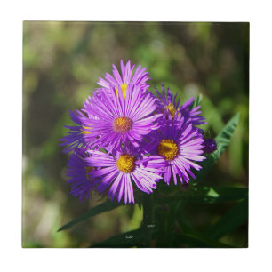 Azulejo Aster