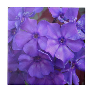 Azulejo azul das flores do Phlox