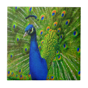 AZULEJO AZUL & VERDE DO PAVÃO